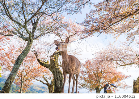 【春】奈良公園　若草山の鹿【桜】 116004612