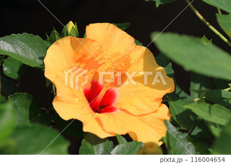 黄色い大輪のハイビスカス（アドニスイエロー） 116004654