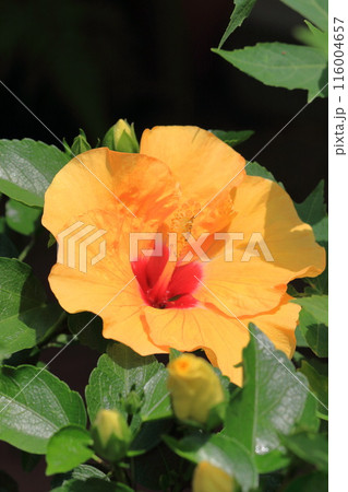 黄色い大輪のハイビスカス（アドニスイエロー） 116004657