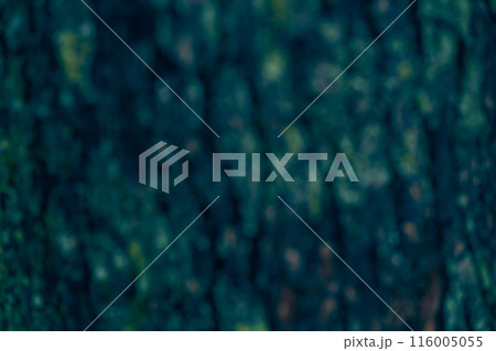 Close-up of the unfocused bark of a tree. Textured natural background with the ability to copy. High quality photo Close-up of the unfocused bark of a tree. Textured natural background with the ability to copy. High quality photo 116005055