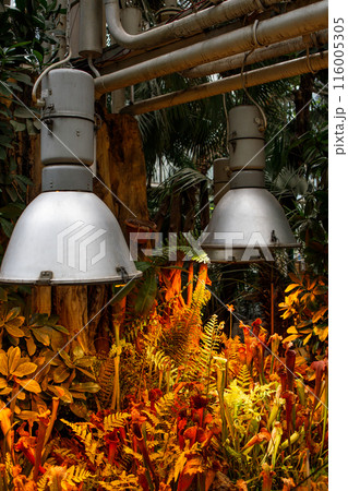 Carnivorous plant Sarracenia under phyto lamps at the greenhouse Carnivorous plant Sarracenia under phyto lamps at the greenhouse 116005305