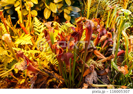Carnivorous plant Sarracenia under  phyto lamps at the greenhouse 116005307