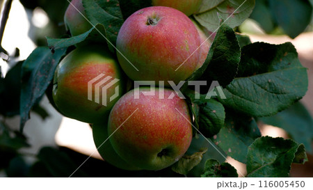Large ripening apples with a red barrel on an apple branch. Growing organic apples. 116005450