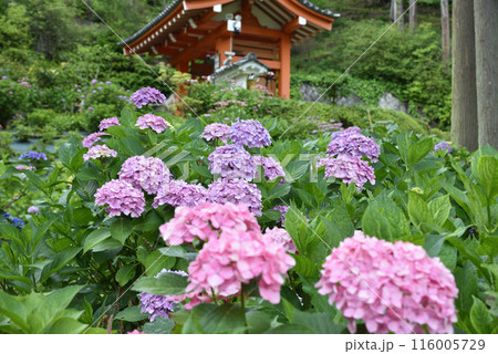 あじさい園 三室戸寺 あじさい園 三室戸寺 116005729