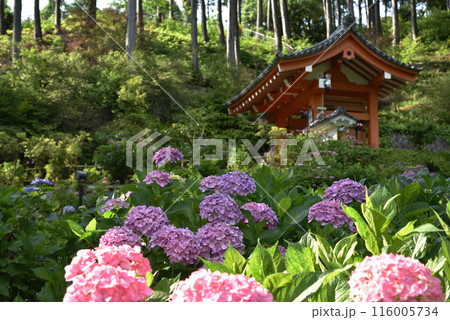 あじさい園　三室戸寺 116005734