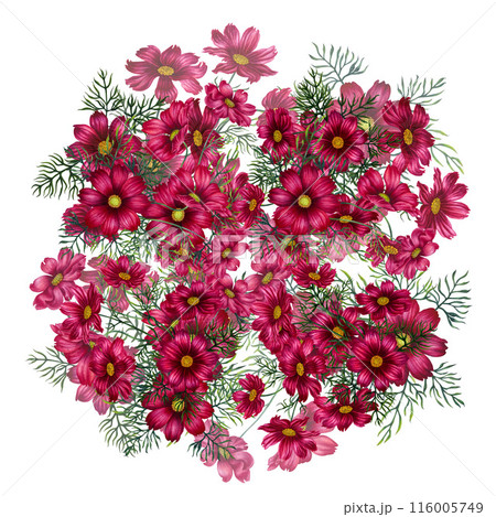 Watercolor bouquet of red and purple cosmos flowers. Illustration for design of templates, cards, postcards for Mother's Day, Valentine's Day, textiles, fabrics, perfume, aromatherapy, alchemy, magic Watercolor bouquet of red and purple cosmos flowers. Illustration for design of templates, cards, postcards for Mother's Day, Valentine's Day, textiles, fabrics, perfume, aromatherapy, alchemy, magic 116005749