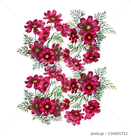 Watercolor bouquet of red and purple cosmos flowers. Illustration for design of templates, cards, postcards for Mother's Day, Valentine's Day, textiles, fabrics, perfume, aromatherapy, alchemy, magic Watercolor bouquet of red and purple cosmos flowers. Illustration for design of templates, cards, postcards for Mother's Day, Valentine's Day, textiles, fabrics, perfume, aromatherapy, alchemy, magic 116005752