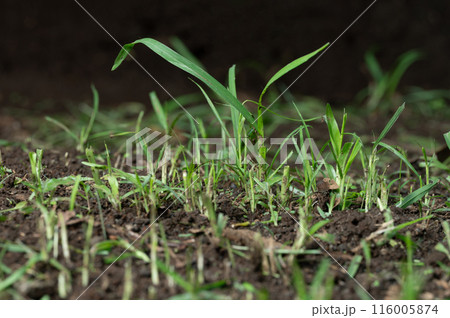 Growing green grass plant 116005874