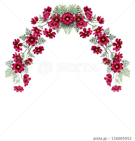 Semicircular frame, swag of pink, purple cosmos flowers. Watercolor illustration of template for cards for Mother's Day, Valentine's Day, fabric, interior, perfume, aromatherapy, alchemy, magic Semicircular frame, swag of pink, purple cosmos flowers. Watercolor illustration of template for cards for Mother's Day, Valentine's Day, fabric, interior, perfume, aromatherapy, alchemy, magic 116005952