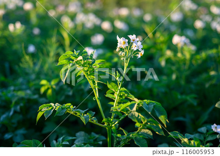 Blooming potatoes with white flowers on a farm field Blooming potatoes with white flowers on a farm field 116005953