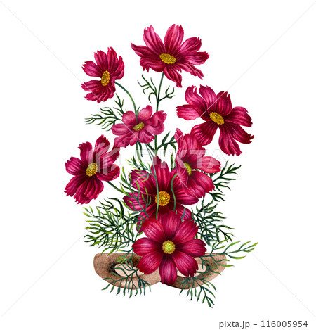 Bouquet of pink, purple cosmos flowers in a vase of wicker branches. Watercolor illustration of template for cards, label, Mother's Day, Valentine's Day, interior, perfume, aromatherapy, magic 116005954