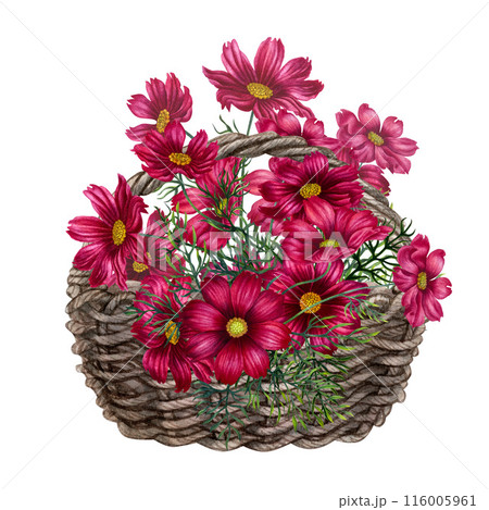 Bouquet of pink, purple cosmos flowers in a vase of wicker branches. Watercolor illustration of template for cards, label, Mother's Day, Valentine's Day, interior, perfume, aromatherapy, magic 116005961