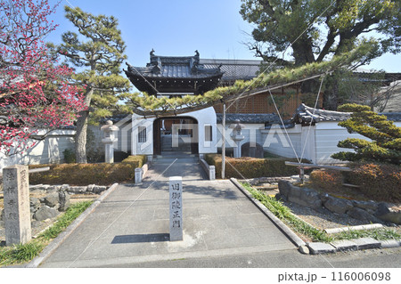 法住寺の松と竜宮門 法住寺の松と竜宮門 116006098
