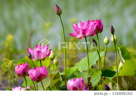 満開のハスの花 116006162