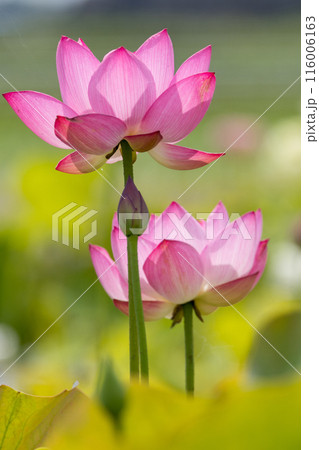 満開のハスの花 満開のハスの花 116006163