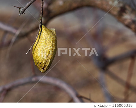 越冬中の蛾の蛹 越冬中の蛾の蛹 116006319