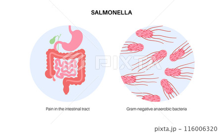 .Salmonella Typhimurium Cells .Salmonella Typhimurium Cells 116006320