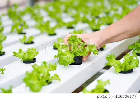 Lettuce farm. Healthy vegetable production. Lettuce farm. Healthy vegetable production. 116006377