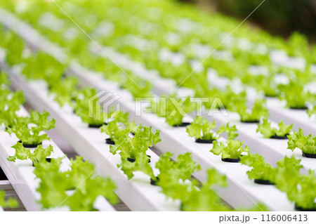 Lettuce farm. Healthy vegetable production. Lettuce farm. Healthy vegetable production. 116006413