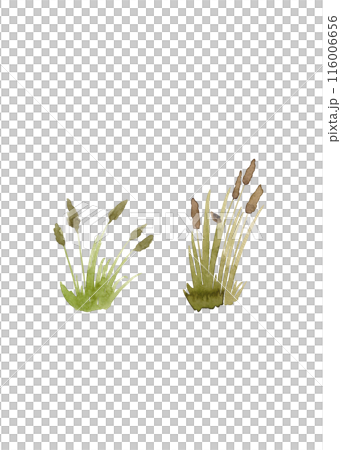 Wildflowers and reeds. Tufts of green grass. Spring is coming. Isolated watercolor illustrations. Nature clipart 116006656