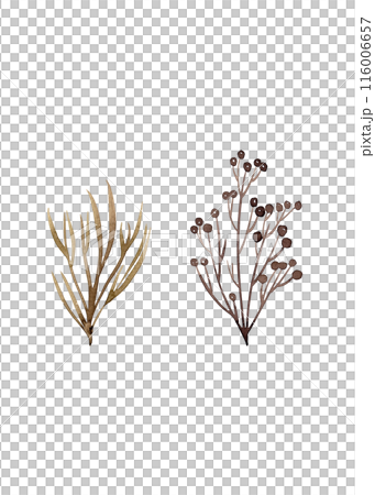 Herbaceous plant. Watercolor twigs, great design for any purpose. Decorative botanical set. Abstract silhouettes of branches. Summer nature clipart. Simple sketch drawing 116006657
