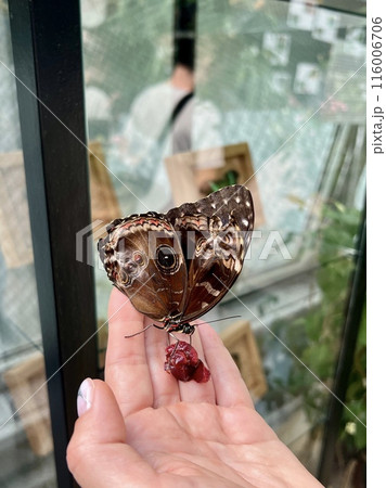 Butterfly on a woman's hand with fruits and flowers in the background Butterfly on a woman's hand with fruits and flowers in the background 116006706