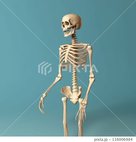 Human skeleton model posing on a blue...のイラスト素材 [116006984] - PIXTA