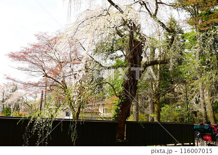 角館武家屋敷通りの桜 116007015