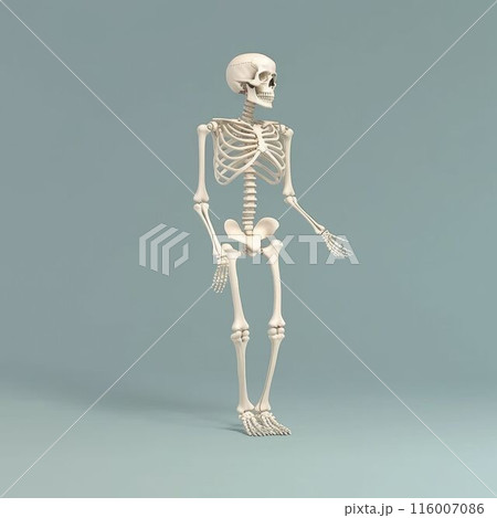Human skeleton model posing on a blue background. Anatomical and medical. AIG35. Human skeleton model posing on a blue background. Anatomical and medical. AIG35. 116007086