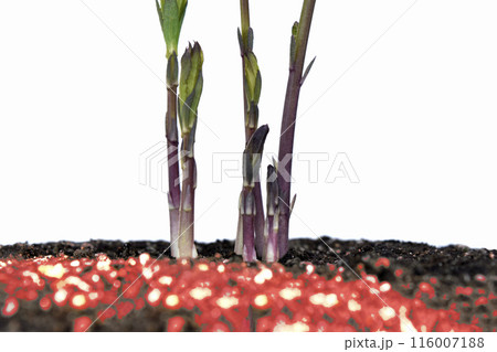 地球温暖化 イメージ（ fix撮影 ） 116007188