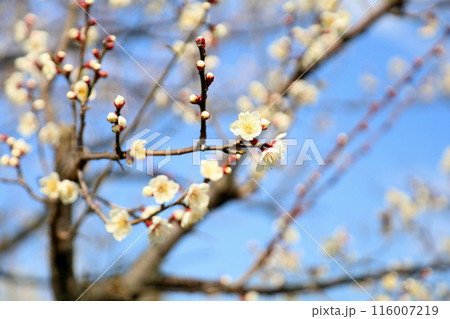 白梅の花 116007219