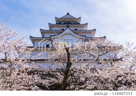 日本さくら名所100選 福島 鶴ヶ城(会津若松城) 日本さくら名所100選 福島 鶴ヶ城(会津若松城) 116007251