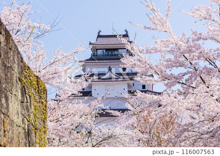 本さくら名所100選　福島　鶴ヶ城（会津若松城）　 116007563