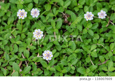 草原の小さい白い花 116007609