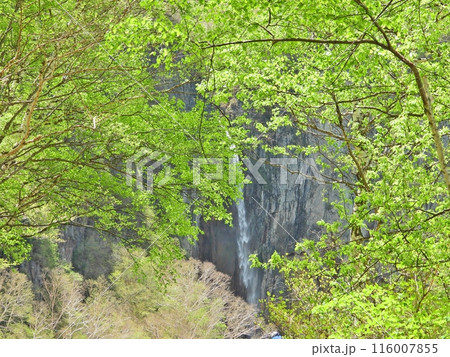 新緑に包まれた権現滝 116007855