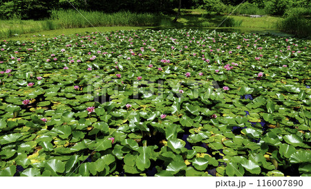 魚沼モネの池(16:9) 魚沼モネの池(16:9) 116007890