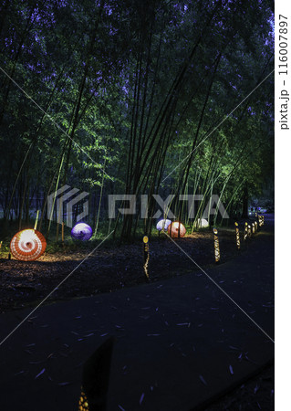 夜のライトアップされた竹林(縦) 夜のライトアップされた竹林(縦) 116007897