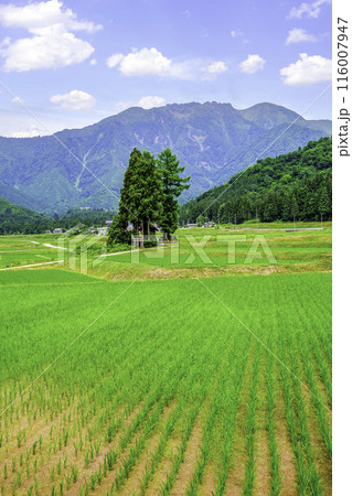 十二神社と八海山(縦) 十二神社と八海山(縦) 116007947