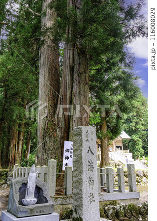 八階神社のご神木（縦） 116008029