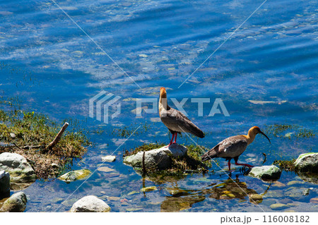 Ducks on grass vegetation quiet place summer season wild birds nice birds quiet birds 116008182