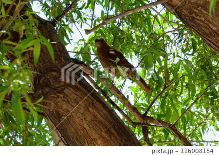 Beautiful peregrine falcon bird on a tree Beautiful peregrine falcon bird on a tree 116008184