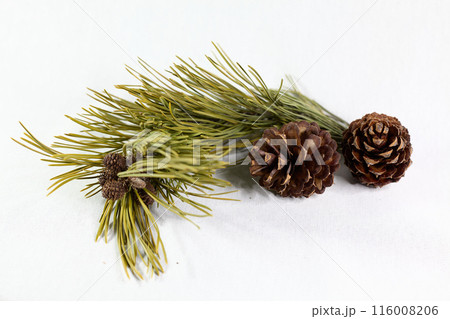 Brown pine cones with branch on white background Brown pine cones with branch on white background 116008206