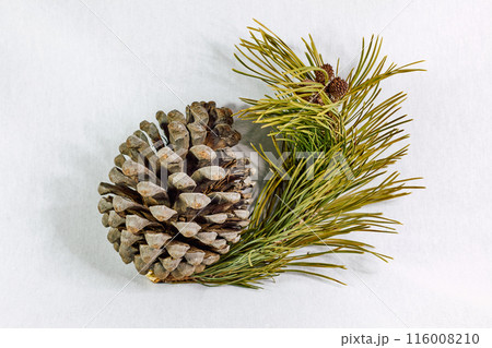 Brown pine cone with branch on white background 116008210