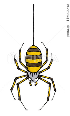 糸にぶら下がるジョロウグモ 116008248