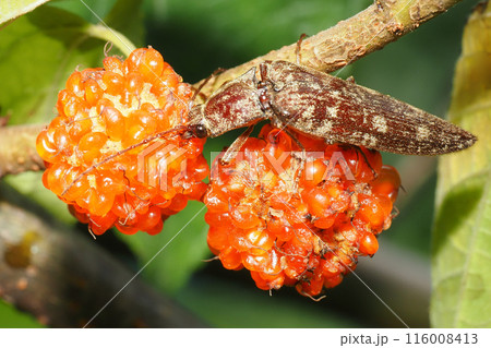 ヒメコウゾの実に止まるヒゲコメツキ(メス) ヒメコウゾの実に止まるヒゲコメツキ(メス) 116008413