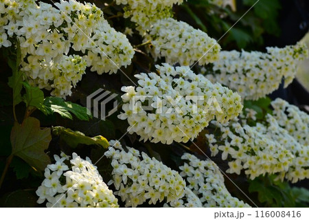 柏葉紫陽花 柏葉紫陽花 116008416