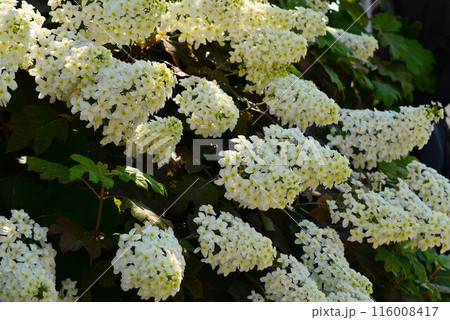 柏葉紫陽花 柏葉紫陽花 116008417