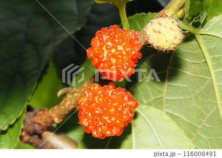 ヒメコウゾの実 ヒメコウゾの実 116008491