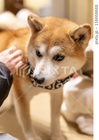 浅草豆しばカフェの豆柴 116008688