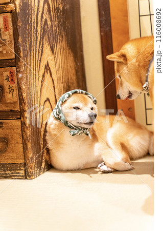 バンダナを被った豆柴 バンダナを被った豆柴 116008692
